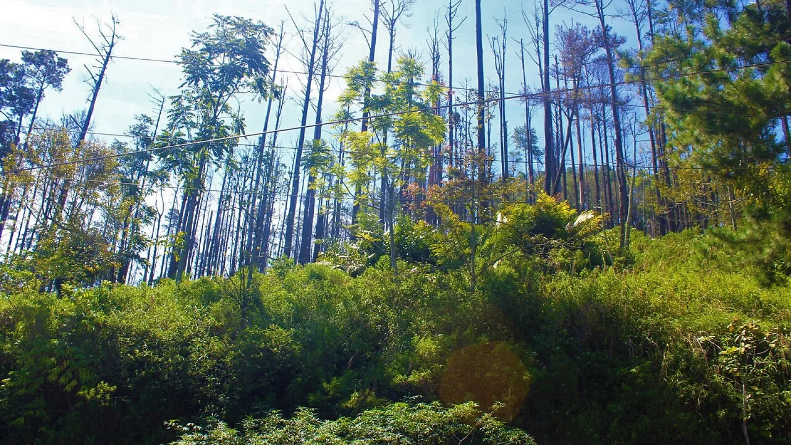 Asap dari hutan yang terbakar